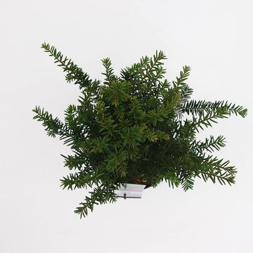 Taxus baccata