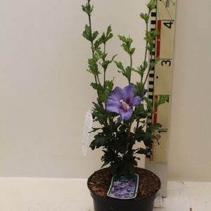 Hibiscus syriacus 'Marina'