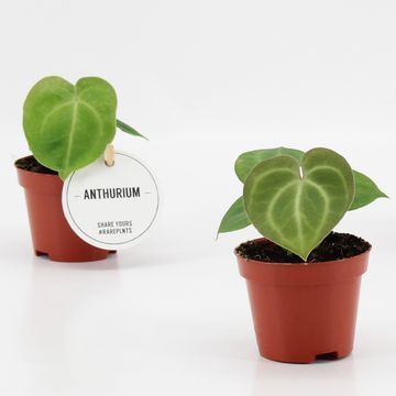 Anthurium clarinervium