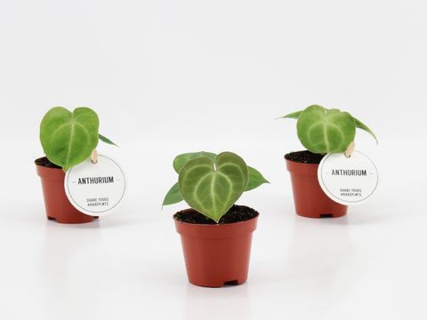 Anthurium clarinervium