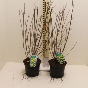 Hydrangea paniculata 'Limelight'