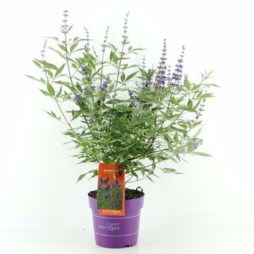 Vitex agnus-castus FIRST EDITIONS QUEEN BEE