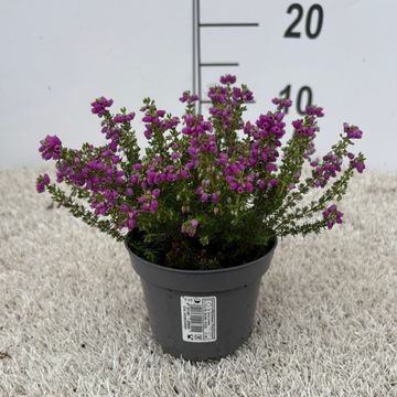 Erica cinerea