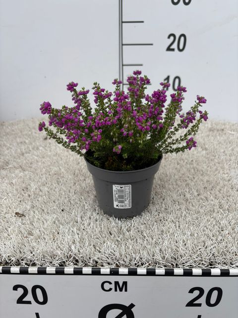 Erica cinerea