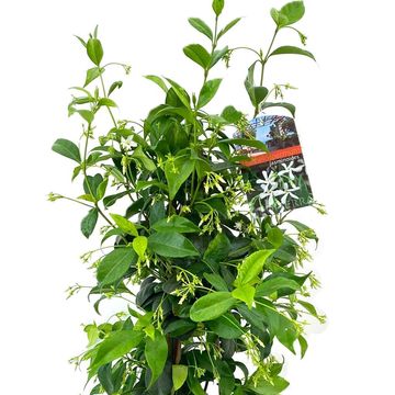 Trachelospermum jasminoides