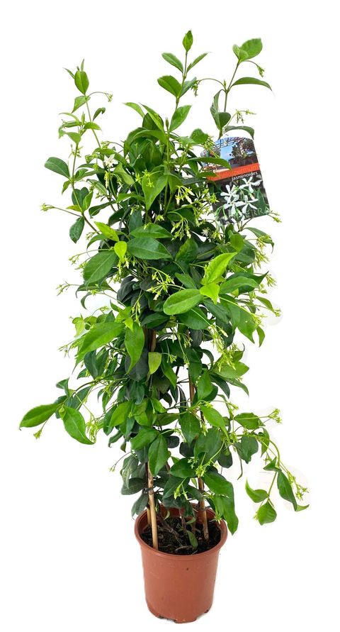 Trachelospermum jasminoides