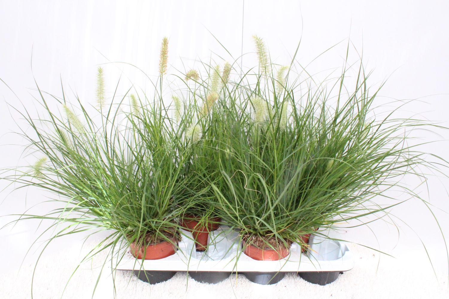 Pennisetum alopecuroides 'Little Bunny' — Plant Wholesale FlorAccess