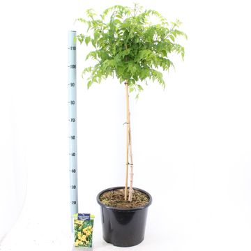 Campsis x tagliabuana SUMMER JAZZ GOLD