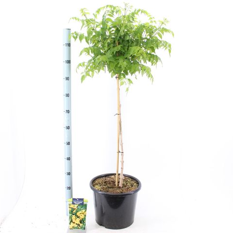 Campsis x tagliabuana SUMMER JAZZ GOLD