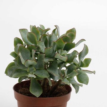 Crassula arborescens cristata