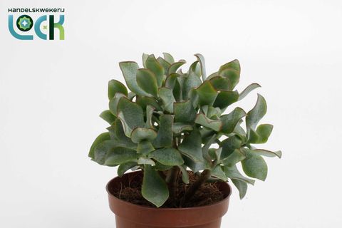 Crassula arborescens cristata