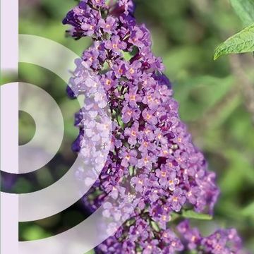 Buddleja davidii 'Ile de France'