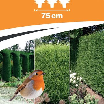 x Cupressocyparis leylandii