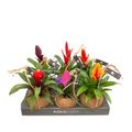 Bromelia MIX