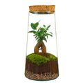 Arrangemang Terrarium