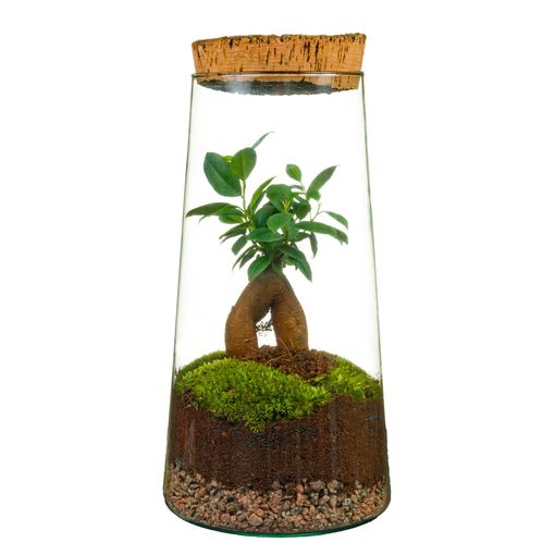 Arranjo Terrarium