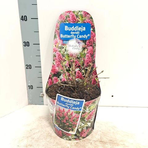 Buddleja davidii BUTTERFLY CANDY LITTLE RUBY