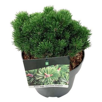 Pinus mugo 'Sherwood Compact'