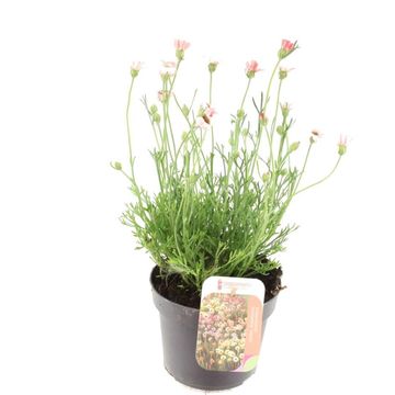 Rhodanthemum hosmariense 'Zagora Pink'