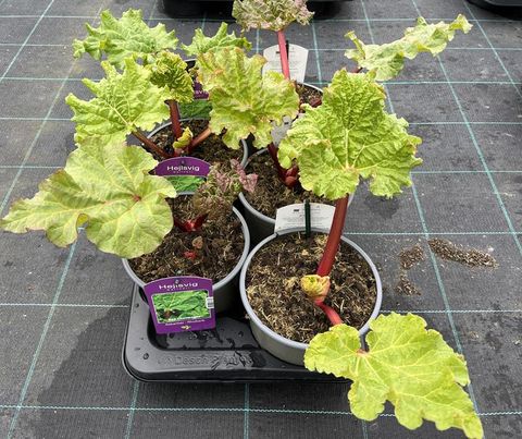 Rheum rhabarbarum 'Red Champagne'