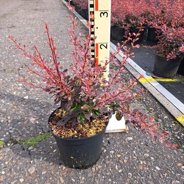 Berberis thunbergii 'Rose Glow'