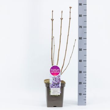 Syringa vulgaris 'Nadezhda'