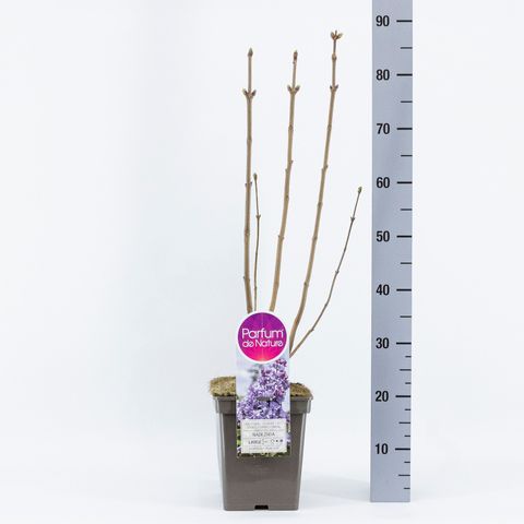 Syringa vulgaris 'Nadezhda'