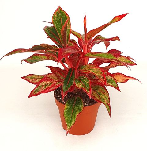 Aglaonema CRETE