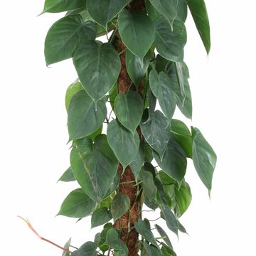 Filodendro scandens