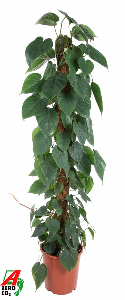 Philodendron scandens