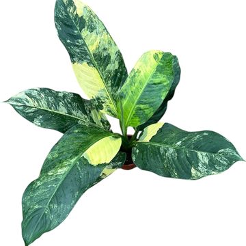 Dieffenbachia 'Big Ben'