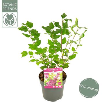 Syringa BLOOMERANG DARK PURPLE