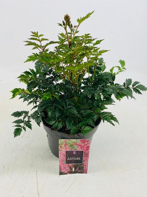 Astilbe 'Hennie Graafland'