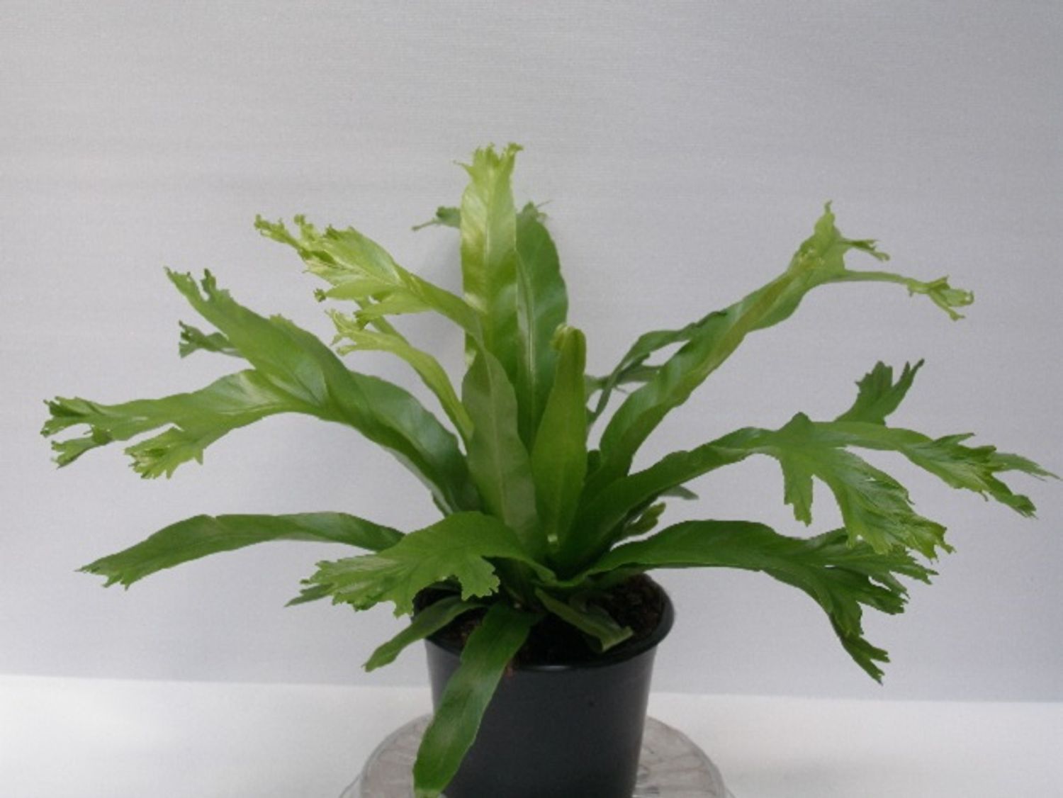 elephant ear plant zone Elephant Ear 'Cleopatra's Kiss' PPAF For Sale  Logee's Plants