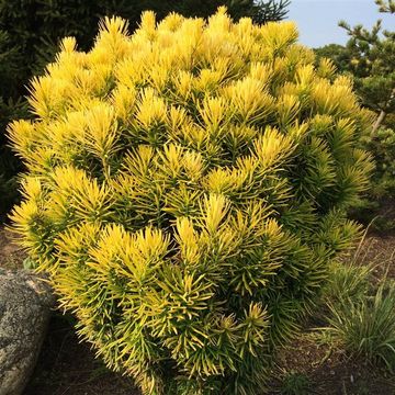 Cephalotaxus harringtonii 'Korean Gold'