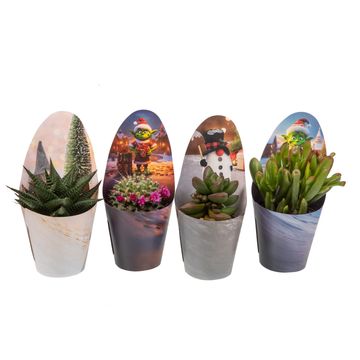 Cactus / Succulents MIX