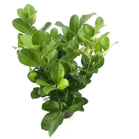 Prunus laurocerasus ETNA