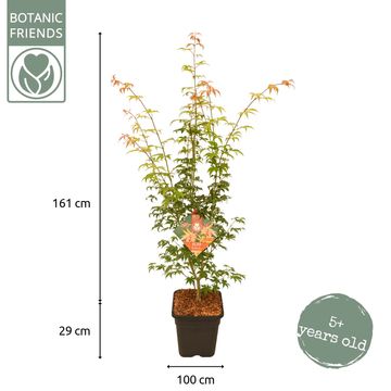 Acer palmatum 'Ôsakazuki'