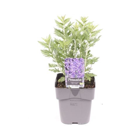 Perovskia atriplicifolia 'Little Spire'