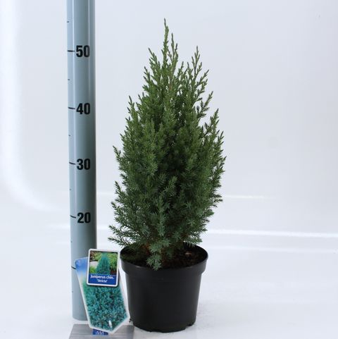 Juniperus chinensis 'Stricta'