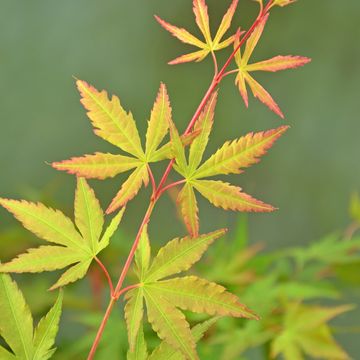 Acer palmatum 'Сангокаку'