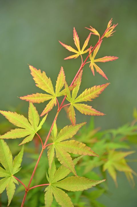 Acer palmatum 'Sangokaku'