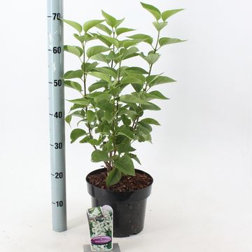 Syringa vulgaris 'Mme Lemoine'