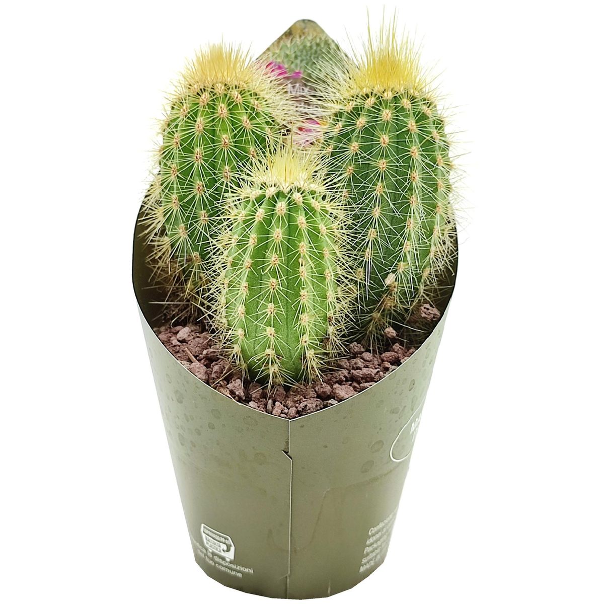 Weberbauerocereus johnsonii — Plant Wholesale FlorAccess