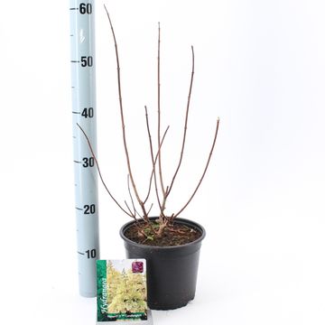 Hydrangea paniculata CANDLELIGHT