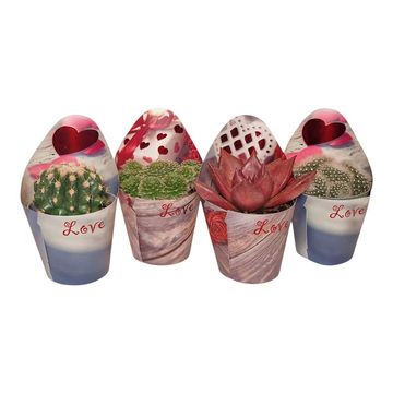 Cactus / Succulents MIX