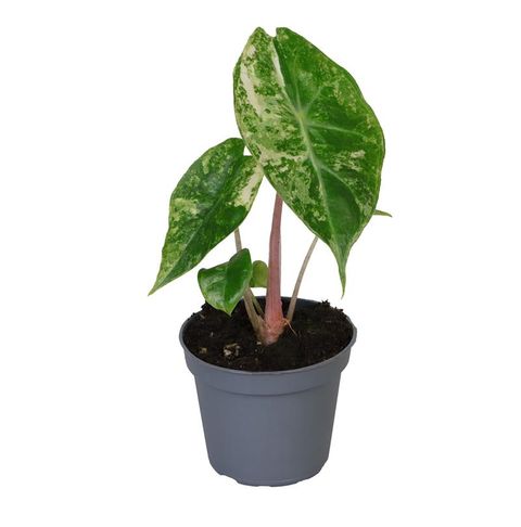 Alocasia 'Nairobi Nights Variegata'