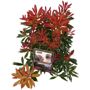 Pieris 'Flaming Silver'