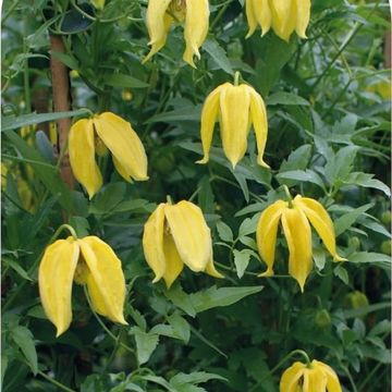 Clematis tibetana tangutica (Ta)