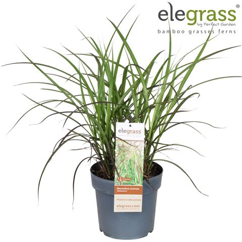 Miscanthus sinensis 'Malepartus'